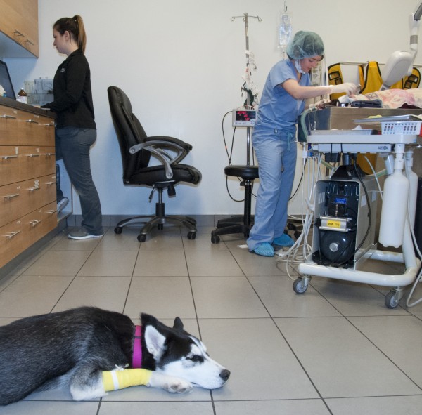 Dentisterie Centre Vétérinaire Laval